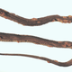 An unfortunate northern water snake seen with crusty and thickened scales overlaying raised blisters caused by a fungal skin infection. (Image: USGS National Wildlife Health Center/D.E. Green)